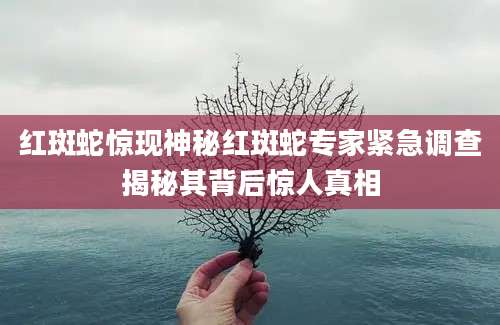 红斑蛇惊现神秘红斑蛇专家紧急调查揭秘其背后惊人真相