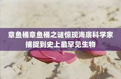 章鱼桶章鱼桶之谜惊现海底科学家捕捉到史上最罕见生物