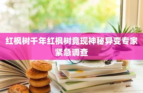 红枫树千年红枫树竟现神秘异变专家紧急调查