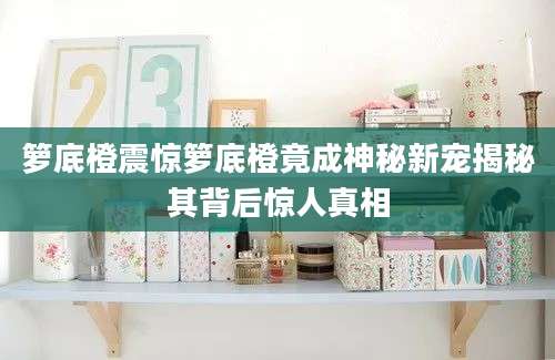 箩底橙震惊箩底橙竟成神秘新宠揭秘其背后惊人真相