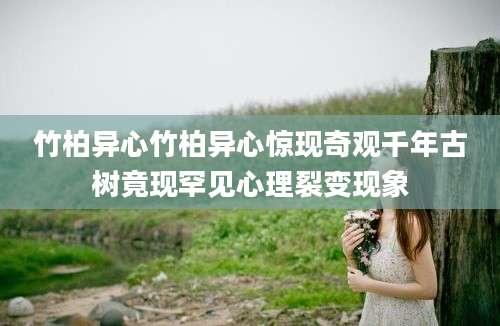 竹柏异心竹柏异心惊现奇观千年古树竟现罕见心理裂变现象
