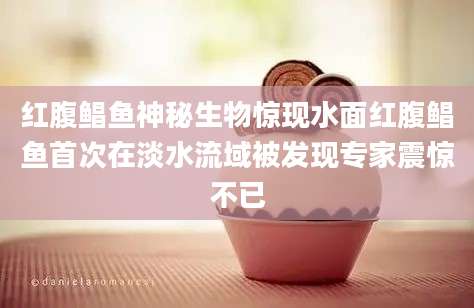 红腹鲳鱼神秘生物惊现水面红腹鲳鱼首次在淡水流域被发现专家震惊不已