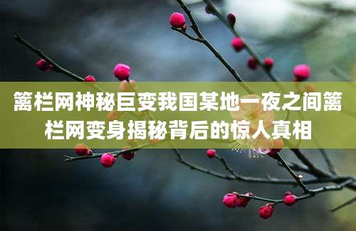 篱栏网神秘巨变我国某地一夜之间篱栏网变身揭秘背后的惊人真相