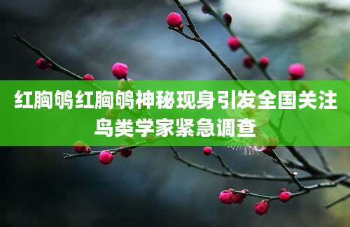 红胸鸲红胸鸲神秘现身引发全国关注鸟类学家紧急调查