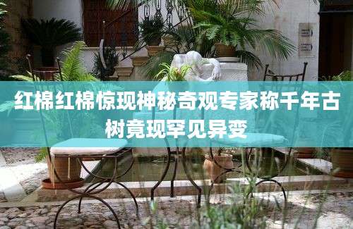 红棉红棉惊现神秘奇观专家称千年古树竟现罕见异变