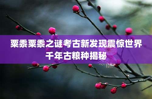 粟黍粟黍之谜考古新发现震惊世界千年古粮种揭秘