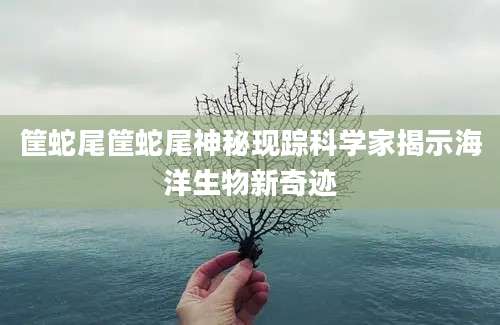 筐蛇尾筐蛇尾神秘现踪科学家揭示海洋生物新奇迹